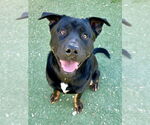 Small #2 Rottweiler Mix