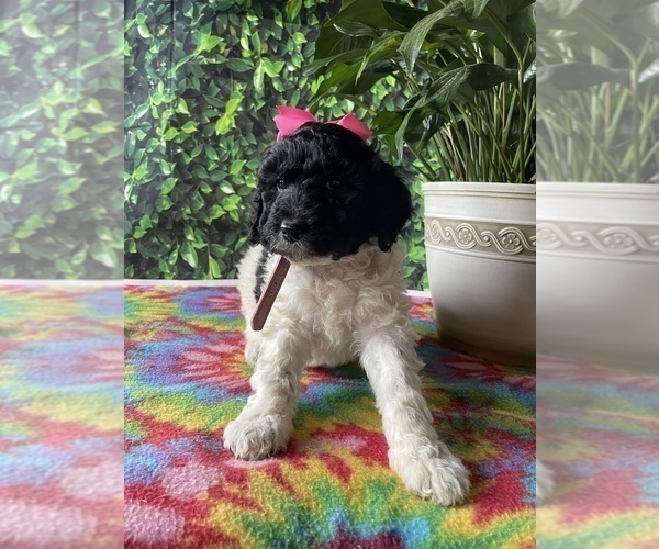 Medium Photo #3 Poodle (Standard) Puppy For Sale in LANCASTER, PA, USA