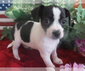 Chi-Corgi Puppy for sale in SAINT ALBANS, WV, USA
