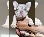 Small Photo #15 French Bulldog Puppy For Sale in GREENVILLE, SC, USA