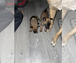 Small Photo #9 Belgian Malinois Puppy For Sale in SQUAW VALLEY, CA, USA