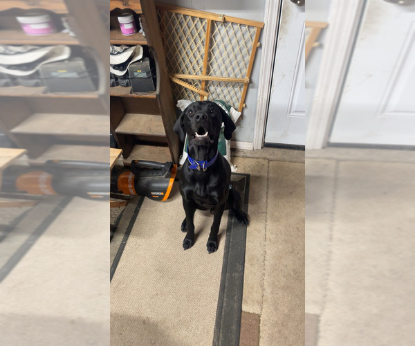 Medium Photo #1 German Shorthaired Pointer Puppy For Sale in LEWISTON, NY, USA
