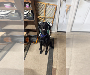 Father of the German Shorthaired Pointer puppies born on 06/26/2026