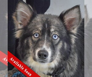 Siberian Husky-Unknown Mix Dogs for adoption in Huntley, IL, USA