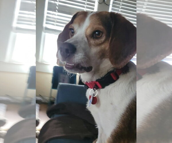 Medium Photo #6 Beagle Puppy For Sale in Dunnellon, FL, USA