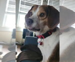 Small #5 Beagle