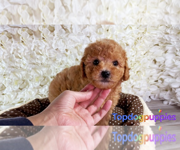 Medium Photo #3 Maltipoo Puppy For Sale in FULLERTON, CA, USA