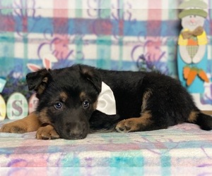 German Shepherd Dog Puppy for sale in LANCASTER, PA, USA