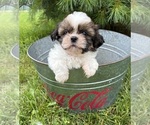 Small #2 Shih Tzu
