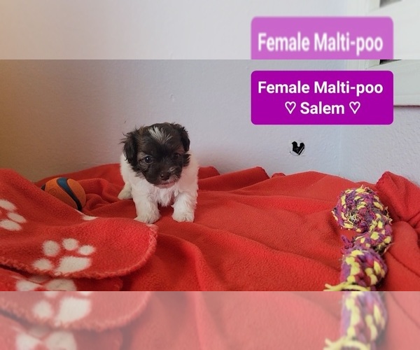 Medium Photo #3 Maltipoo (Toy) Puppy For Sale in TUCSON, AZ, USA