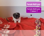 Small #2 Maltipoo (Toy)