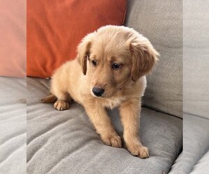 Labrador Retriever-Unknown Mix Dogs for adoption in Mundelein, IL, USA