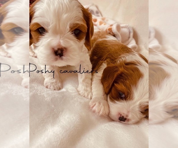 Medium Photo #1 Cavalier King Charles Spaniel Puppy For Sale in NAMPA, ID, USA
