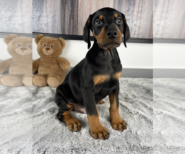 Medium Photo #3 Doberman Pinscher Puppy For Sale in FRANKLIN, IN, USA