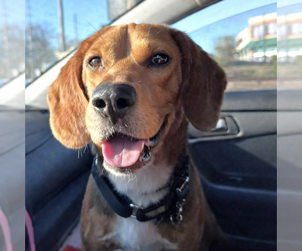 Medium Photo #1 Beagle Puppy For Sale in Dunnellon, FL, USA