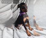 Small #5 Doberman Pinscher