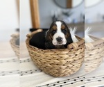 Small #5 Basset Hound