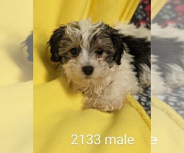 Medium Photo #1 Poodle (Toy)-Yorkshire Terrier Mix Puppy For Sale in CLARE, IL, USA