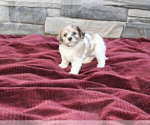 Zuchon Puppy for sale in BLOOMINGTON, IN, USA