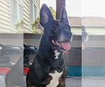 Small #1 American Pit Bull Terrier Mix