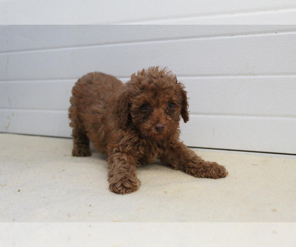 Medium Photo #1 Poodle (Toy) Puppy For Sale in EVART, MI, USA