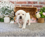 Small #2 Labrador Retriever