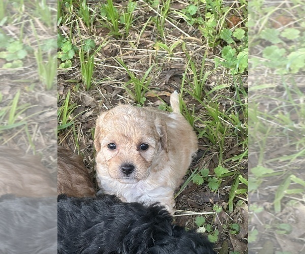 Medium Photo #5 Maltipoo Puppy For Sale in RICHWOOD, LA, USA