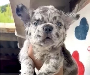 French Bulldog Puppy for sale in SALT LAKE CITY, UT, USA