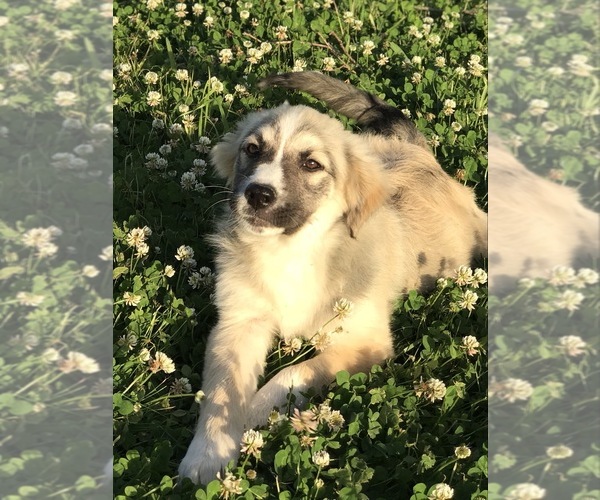Medium Photo #1 Australian Shepherd-Saint Bernard Mix Puppy For Sale in ROSHARON, TX, USA