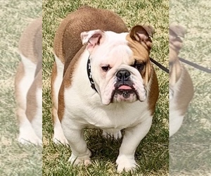 Father of the Bulldog puppies born on 07/01/2022