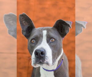 American Pit Bull Terrier Dogs for adoption in Tracy, CA, USA