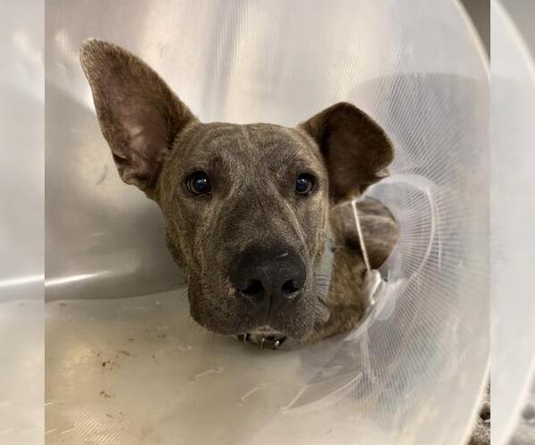 Medium Photo #2 American Staffordshire Terrier Puppy For Sale in San Antonio, TX, USA