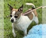 Small #1 Chihuahua Mix