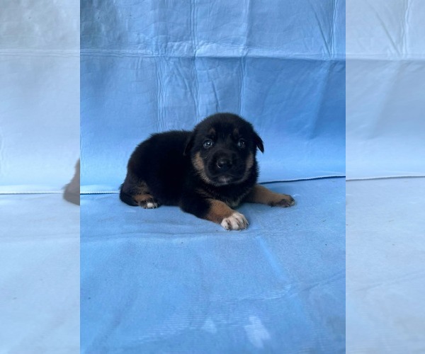 Medium Photo #5 Doberman Pinscher-German Shepherd Dog Mix Puppy For Sale in HOPKINSVILLE/PRINCETON, KY, NH, USA