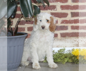 Poodle (Standard) Puppy for Sale in NOTTINGHAM, Pennsylvania USA