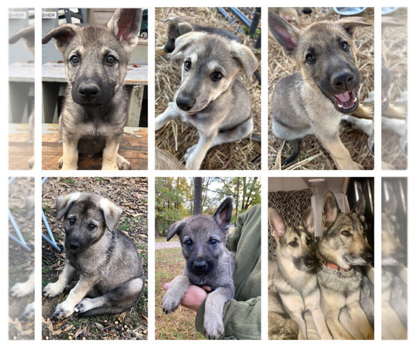 Medium Photo #1 German Shepherd Dog-Timber Wolf Mix Puppy For Sale in MIDDLETON, TN, USA