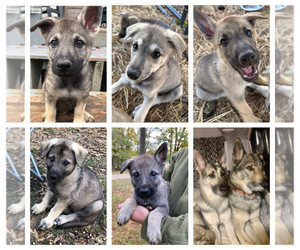 German Shepherd Dog-Timber Wolf Mix Puppy for Sale in MIDDLETON, Tennessee USA