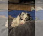 Puppy Blue Australian Shepherd-Siberian Husky Mix