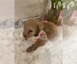Small Photo #4 Schnoodle (Miniature) Puppy For Sale in REDDING, CA, USA