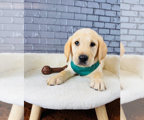 Medium Photo #6 Labrador Retriever Puppy For Sale in OCALA, FL, USA
