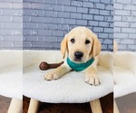 Small #5 Labrador Retriever