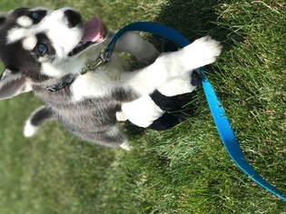 Siberian Husky Puppy for sale in BROWNSBURG, IN, USA