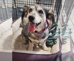 Small #1 Mutt