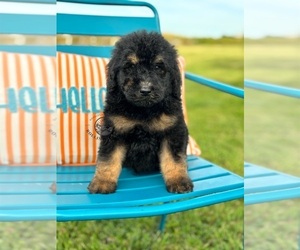Goldendoodle Puppy for sale in MARYVILLE, MO, USA