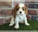 Small #7 Cavalier King Charles Spaniel