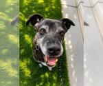 Small #2 Labrador Retriever Mix
