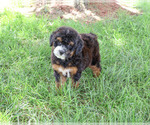 Willow - Female Bernedoodle (Miniature)-Saint Berdoodle Mix Puppy for Sale - Photo #8