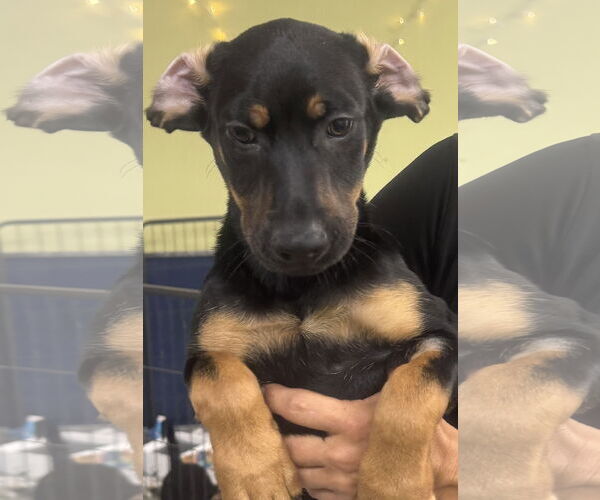 Medium Photo #2 Mutt Puppy For Sale in Royal Palm Beach, FL, USA