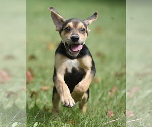 Australian Shepherd-Beagle Mix Dogs for adoption in Mechanicsburg, PA, USA