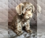 Small Photo #26 Schnauzer (Miniature) Puppy For Sale in CAPE CORAL, FL, USA